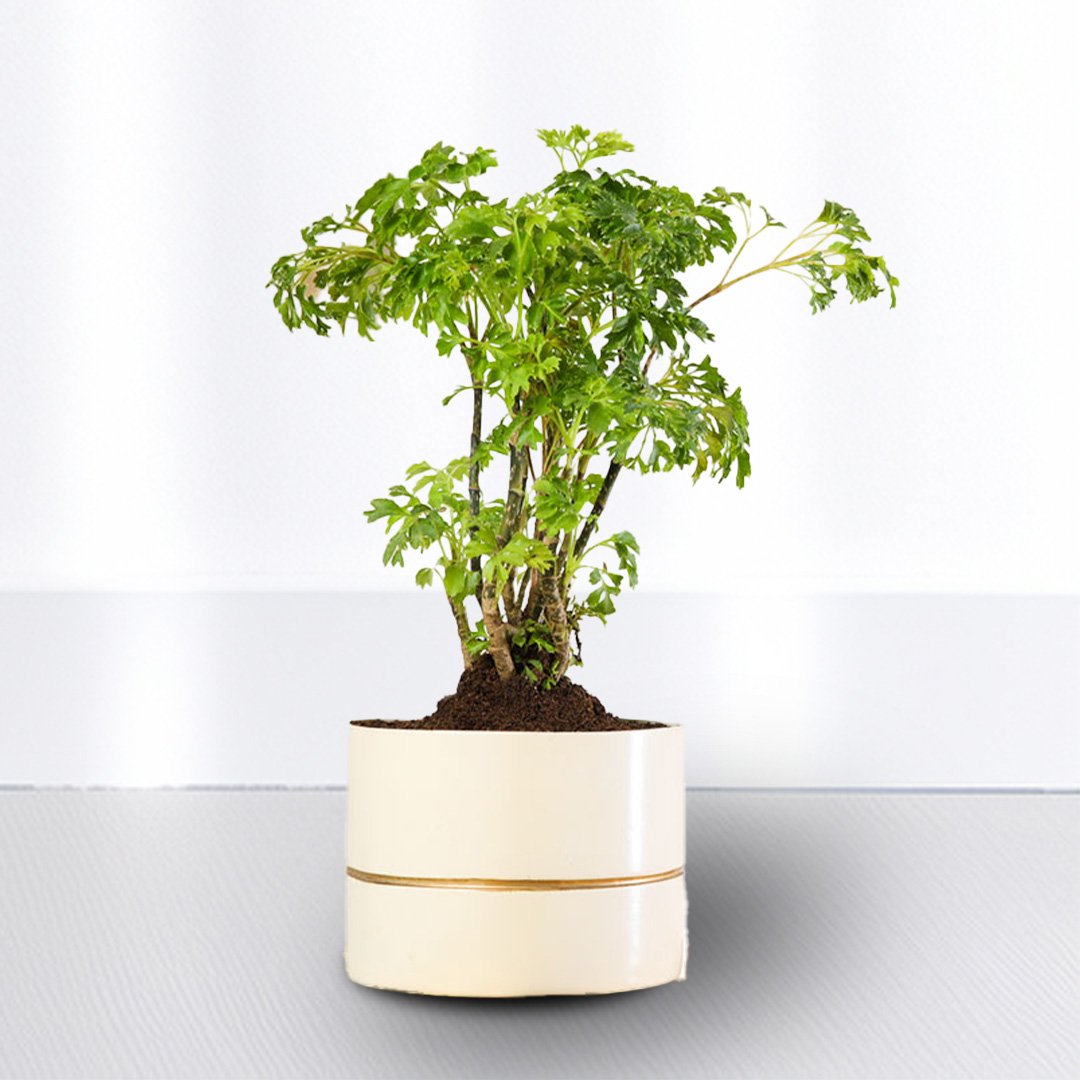 Aralia Green